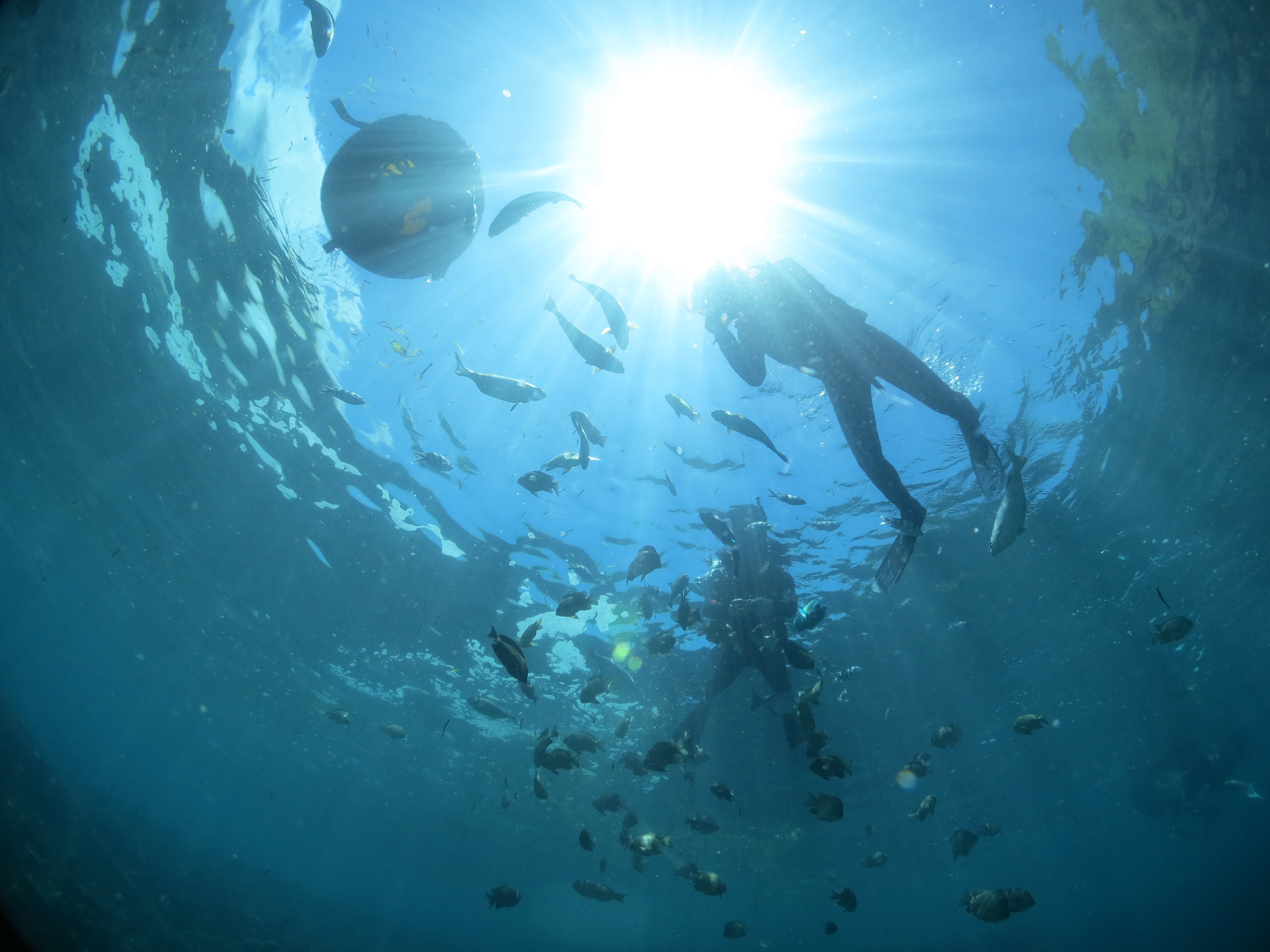 沖縄の青の洞窟でたくさんのお魚に囲まれてシュノーケリング