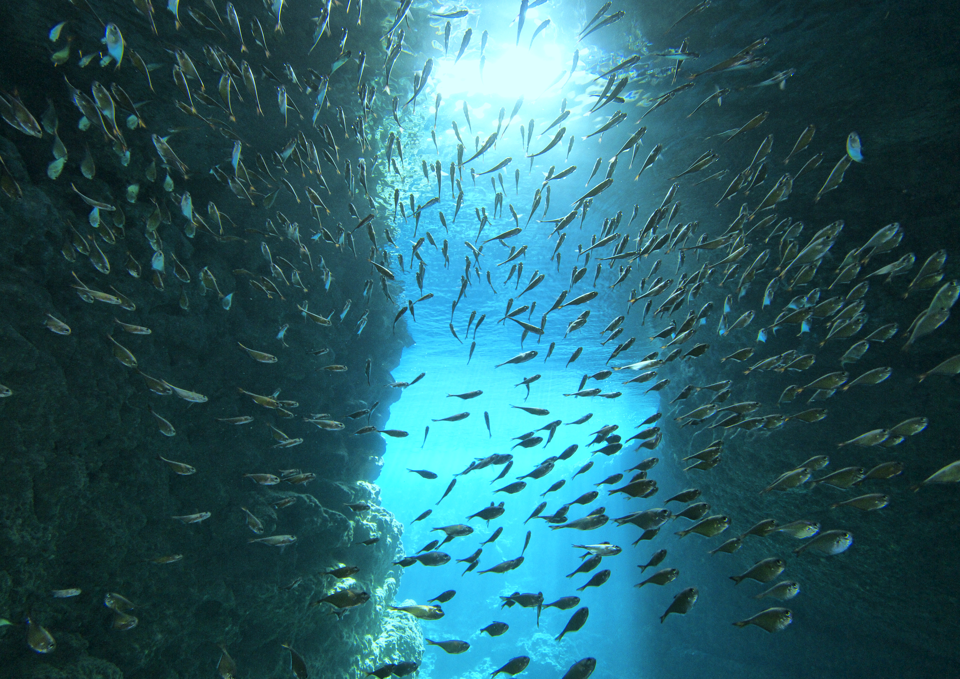 沖縄の青の洞窟にはお魚がたくさん泳いでいる