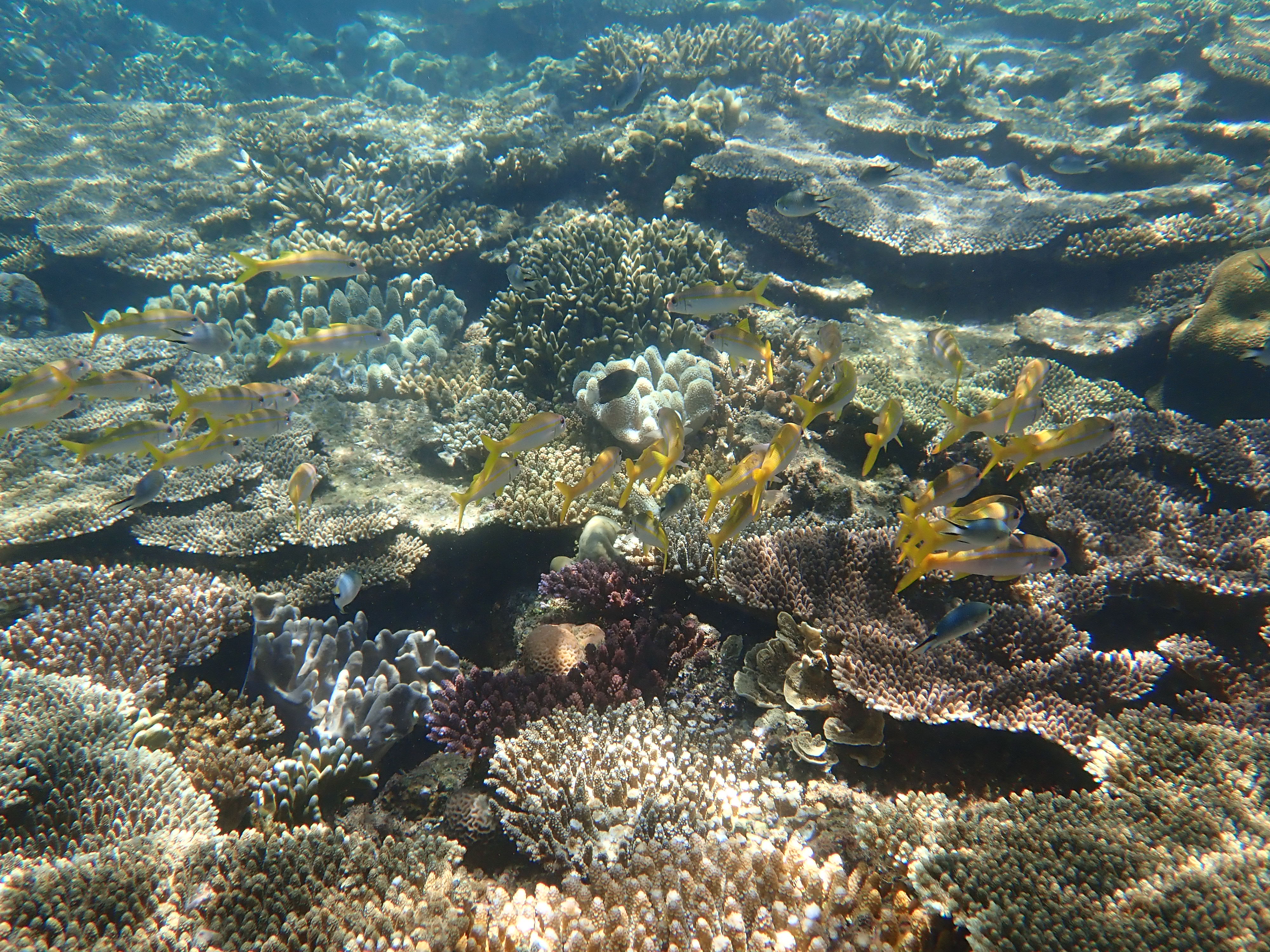沖縄の国頭村の透明度の高い海にはサンゴがたくさん