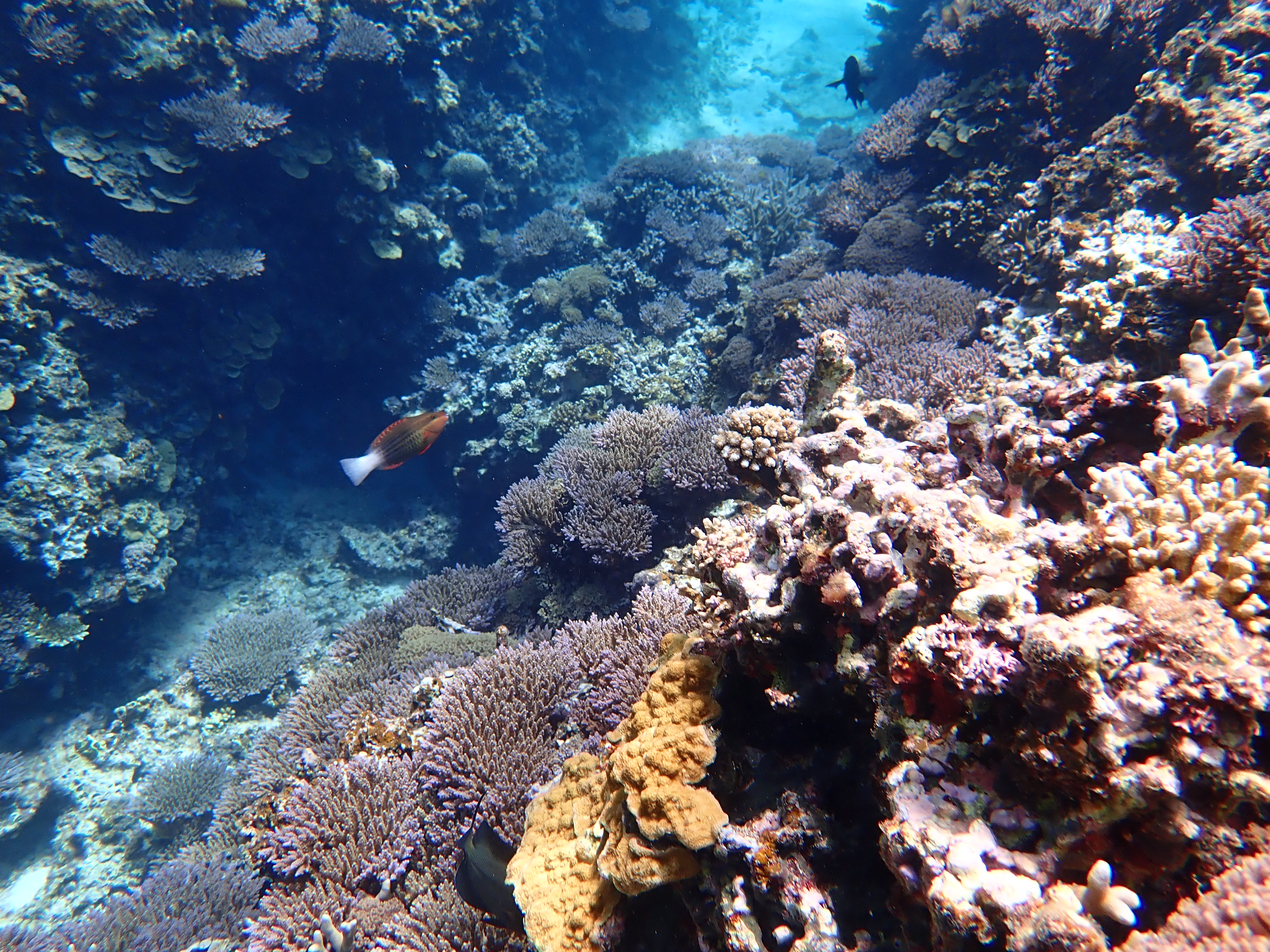 沖縄の国頭村の透明度の高い海には魚やサンゴがいっぱい