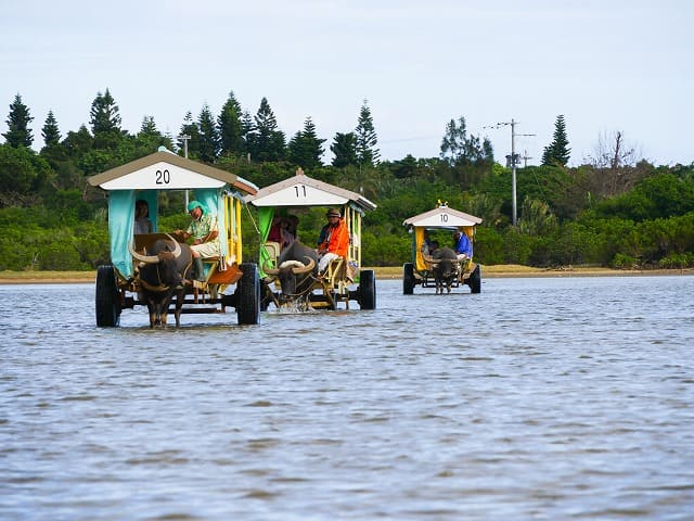 由布島の人気水牛車観光ツアー