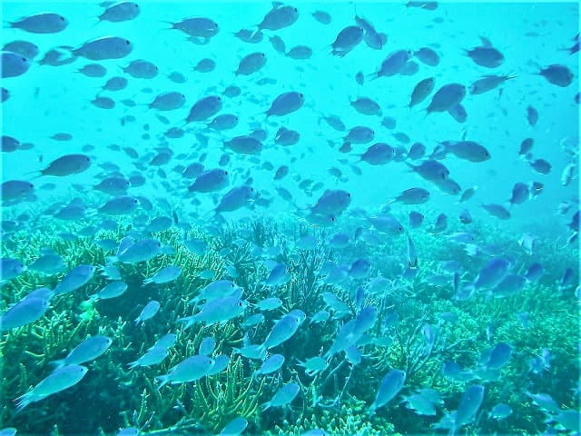 カラフルな海水魚と海