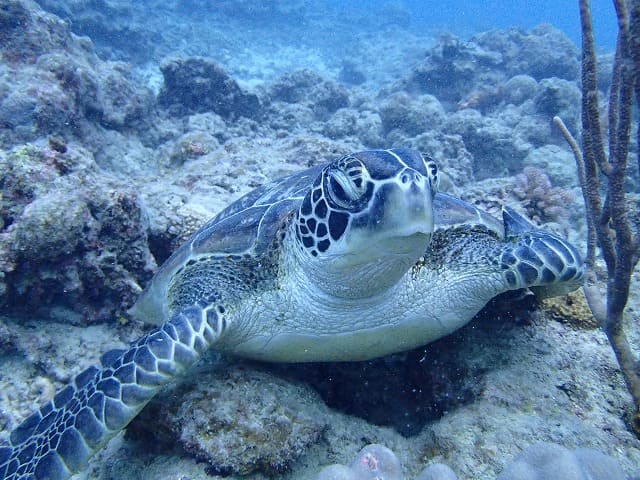 ウミガメシュノーケリング