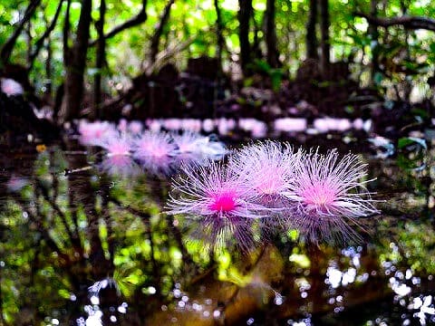 マングローブ川に落ちたサガリバナ