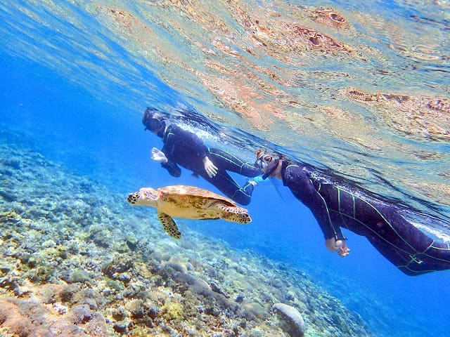 西表島で人気のウミガメシュノーケリングツアー