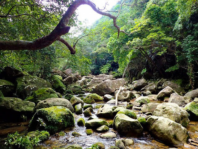 西表島のモダマ池