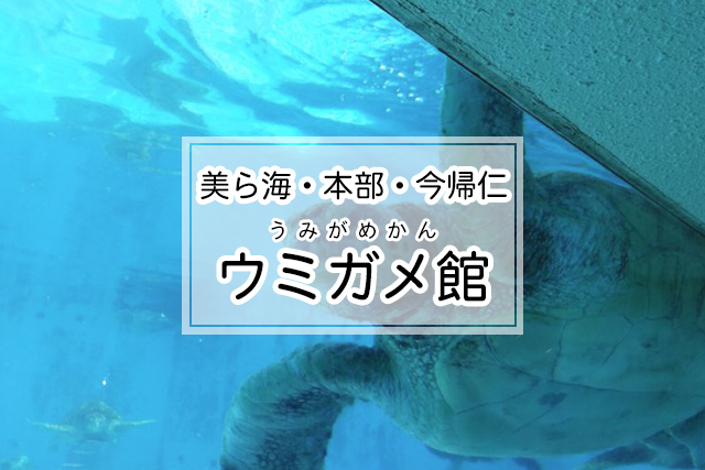 美ら海・本部・今帰仁エリアのウミガメ館