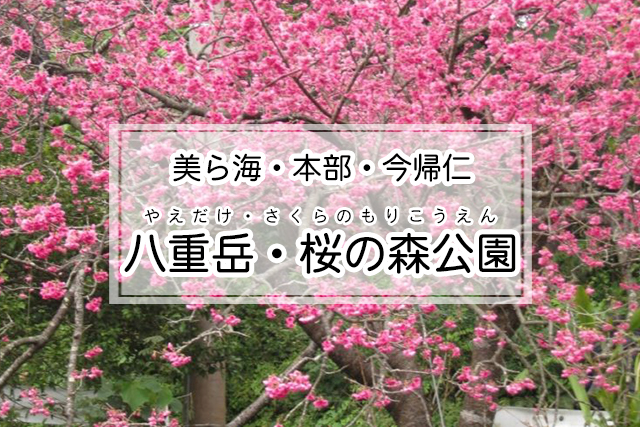 美ら海・本部・今帰仁エリアの八重岳・桜の森公園