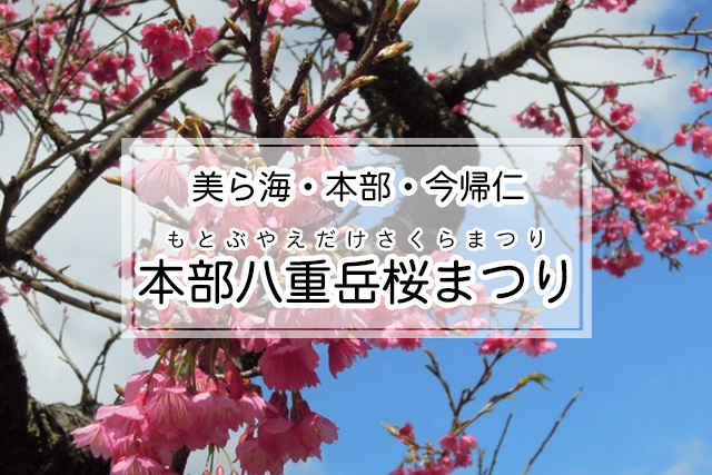 美ら海・本部・今帰仁エリアの本部八重岳桜まつり