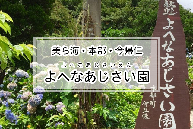 美ら海・本部・今帰仁エリアのよへなあじさい園