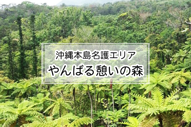 沖縄県名護エリアのやんばる憩いの森