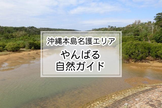 沖縄県名護エリアのやんばる自然ガイド