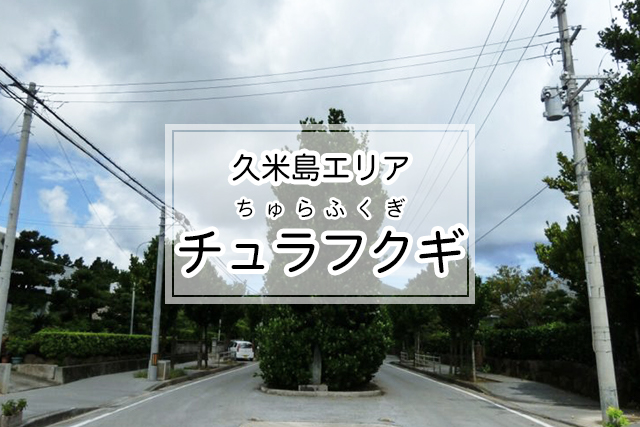 久米島エリアのチュラフクギ