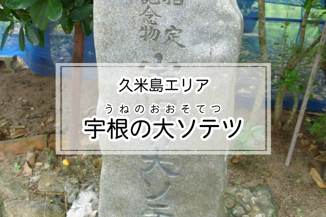 久米島エリアの宇根の大ソテツ