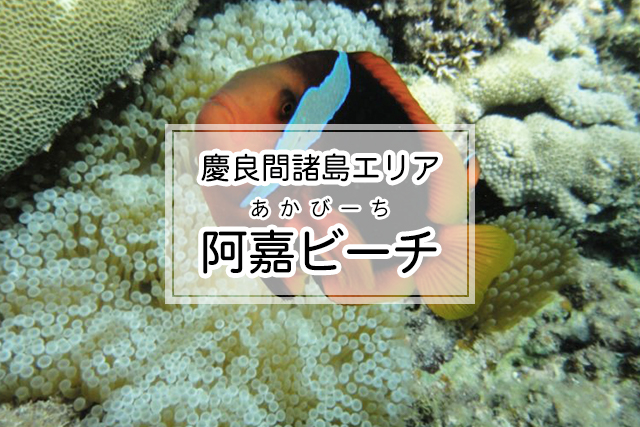 慶良間諸島エリアの阿嘉ビーチ