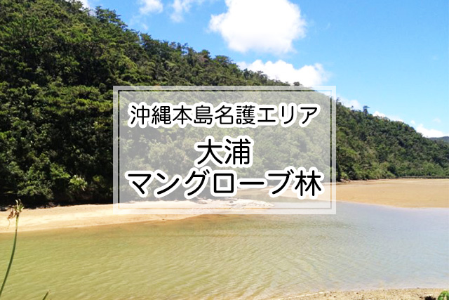 沖縄県名護エリアの大浦マングローブ林