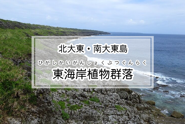 北大東・南大東島エリアの南大東島東海岸植物群落