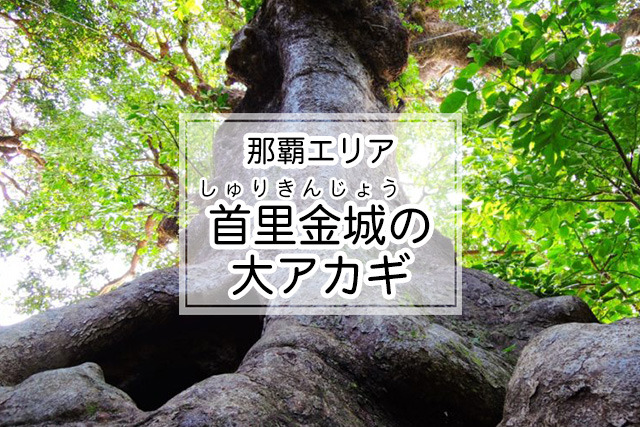 那覇エリアの首里金城の大アカギ