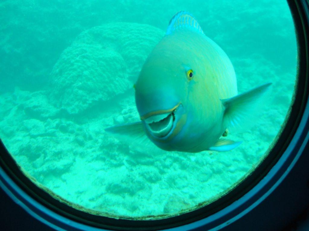 沖縄の海中展望塔から見える魚