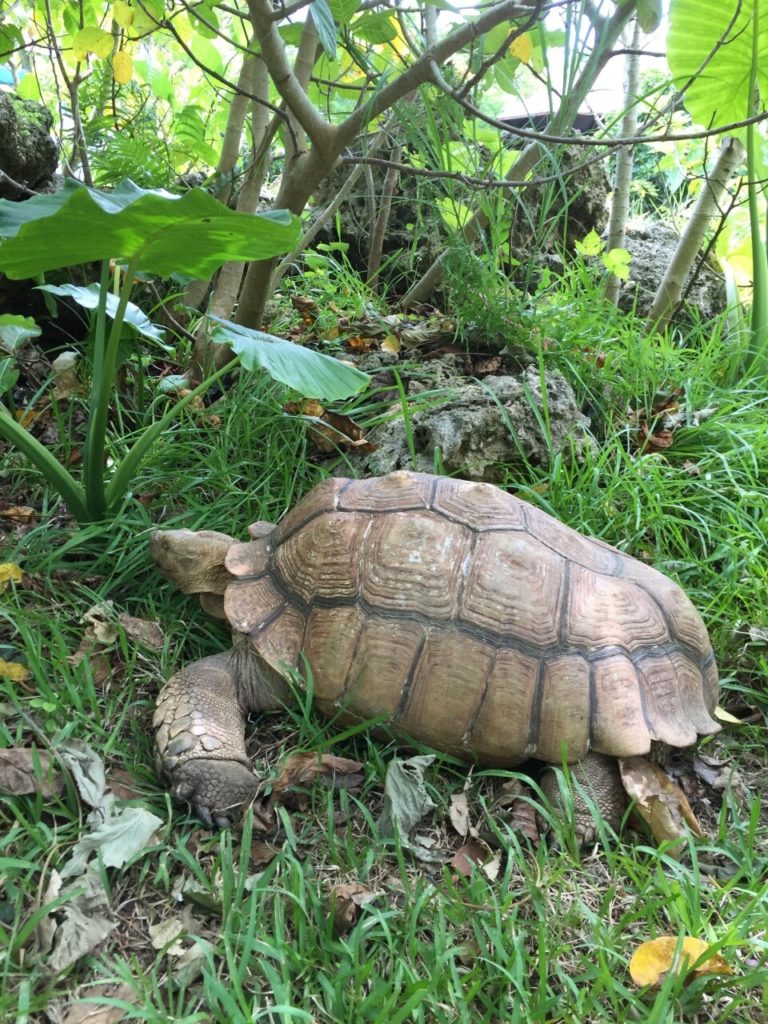 八重山鍾乳洞の亀