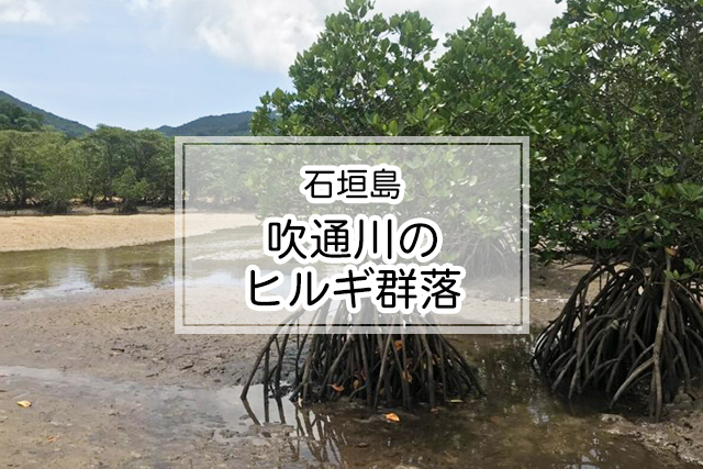 石垣島の吹通川のヒルギ群落