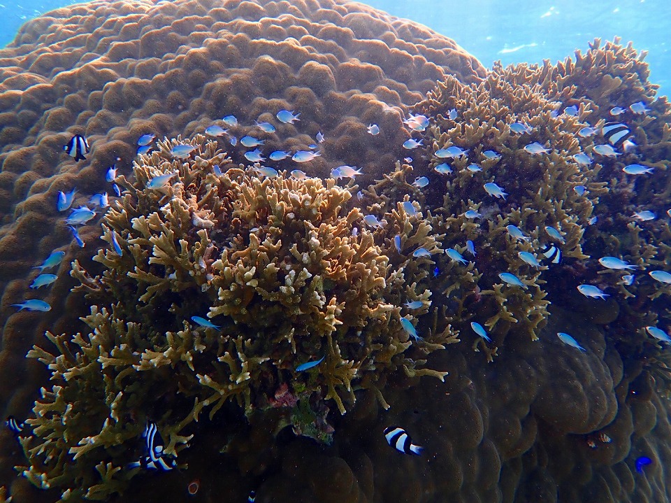 沖縄本島 カラフルサンゴを楽しめるツアーご紹介 沖縄トリップ 沖縄最大級のアクティビティ予約サイト