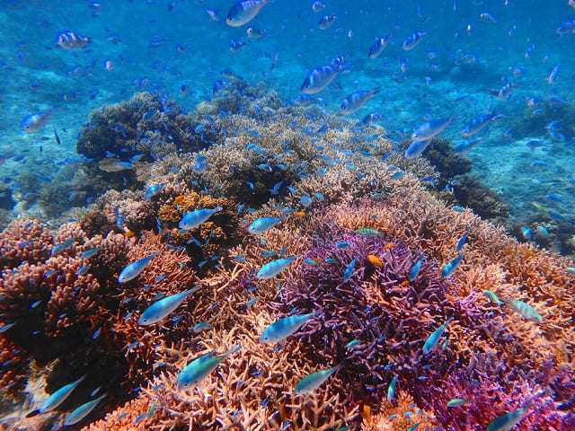 サンゴ周辺に広がるカラフル熱帯魚