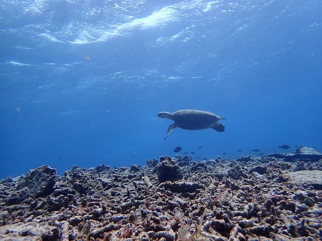 ウミガメもいるバラス島周辺の海