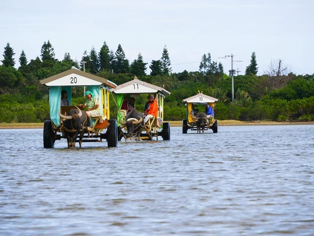 西表島の水牛車観光ツアー