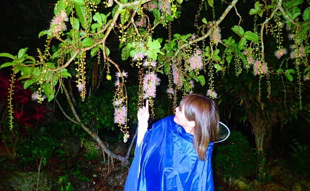 石垣島 幻の花 サガリバナ の魅力 ツアーご紹介 沖縄トリップ 沖縄最大級のアクティビティ予約サイト