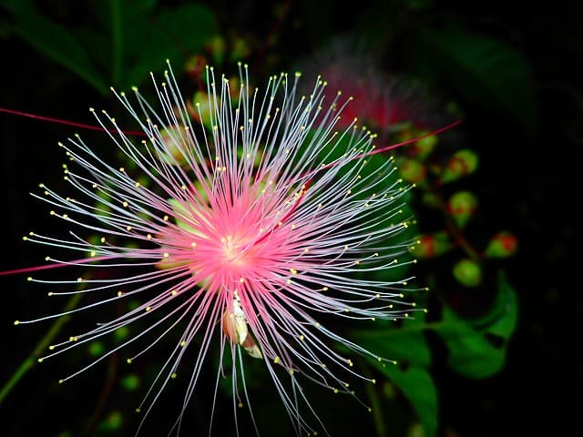 マングローブ湿地帯に生息する夜のサガリバナ