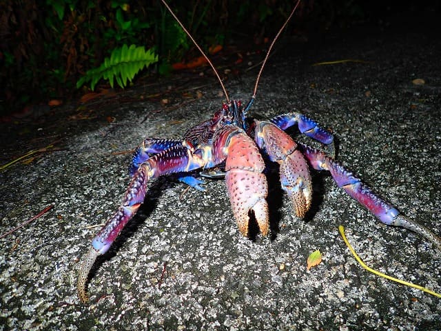 西表島】ヤシガニとは？人気ツアーもご紹介！ | 沖縄トリップ | 現地ガイド厳選アクティビティ・ツアー予約はこちら