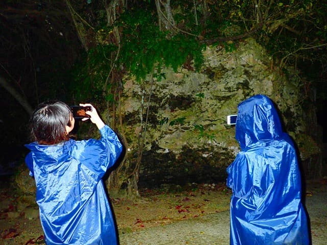 雨でも楽しめる西表島のナイトツアー