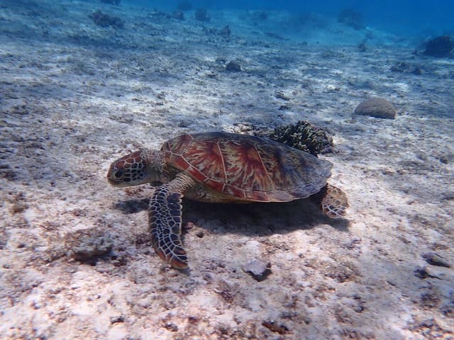 西表島のウミガメシュノーケリング