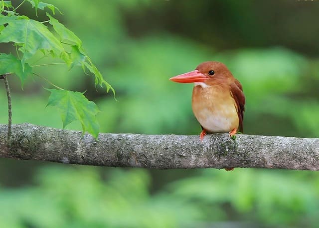 西表島のナイトツアーで出会えるリュウキュウアカショウビン