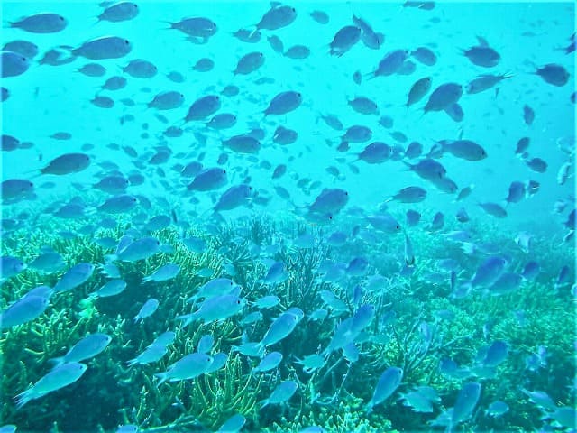 上原港から参加可能なバラス島日帰りツアー