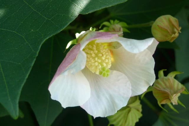 秋の石垣島の花