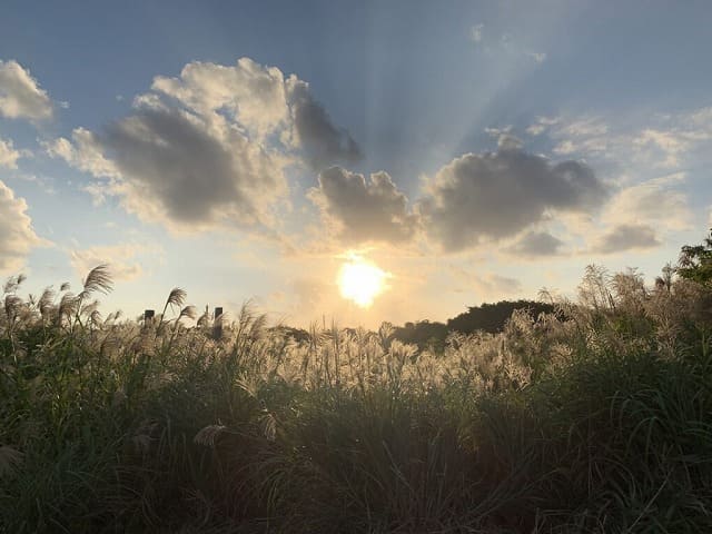 秋のサトウキビ畑とサンセット