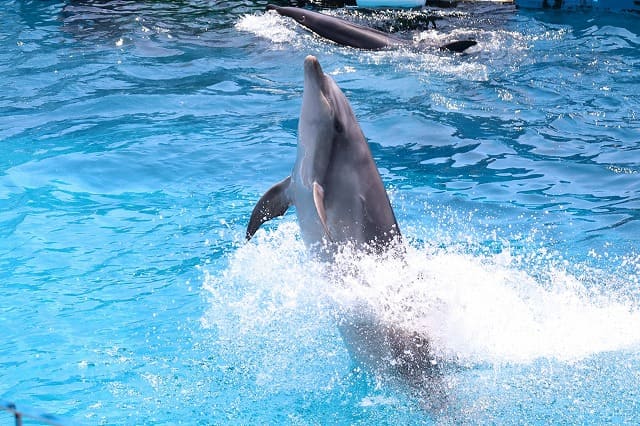 石垣島でイルカ体験