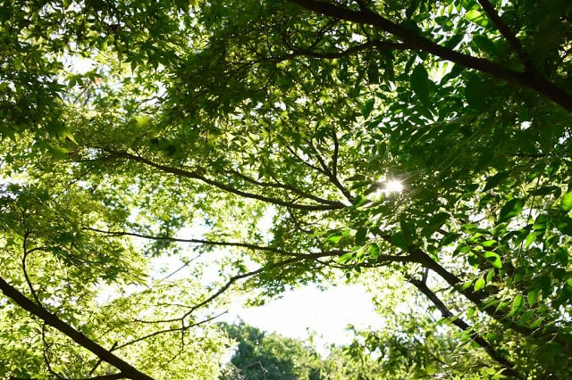 亜熱帯動植物を楽しめる石垣島の木々