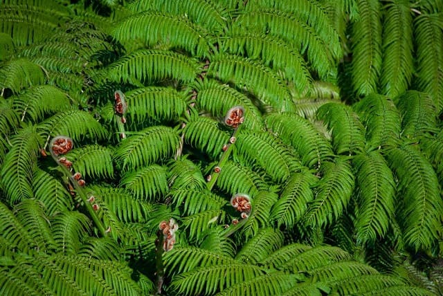 亜熱帯植物の代表格であるヒカゲヘゴ