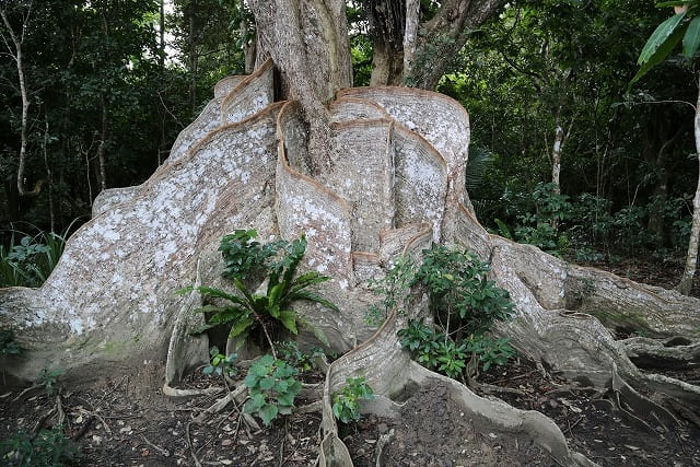 サキシマスオウノキ