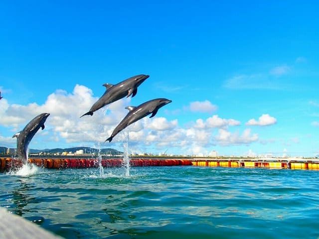 石垣島のイルカツアー