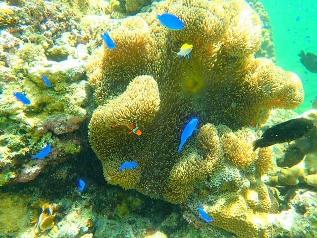 天然の水族館のような西表島の海