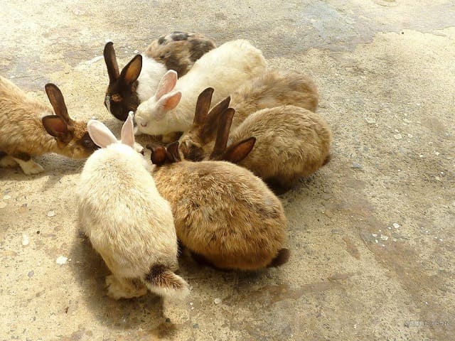 嘉弥真島に住むうさぎ