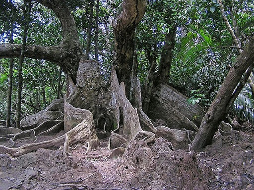 西表島のサキシマスオウノキ