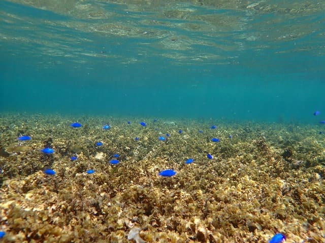 ルリスズメダイいっぱいの青の洞窟周辺の海