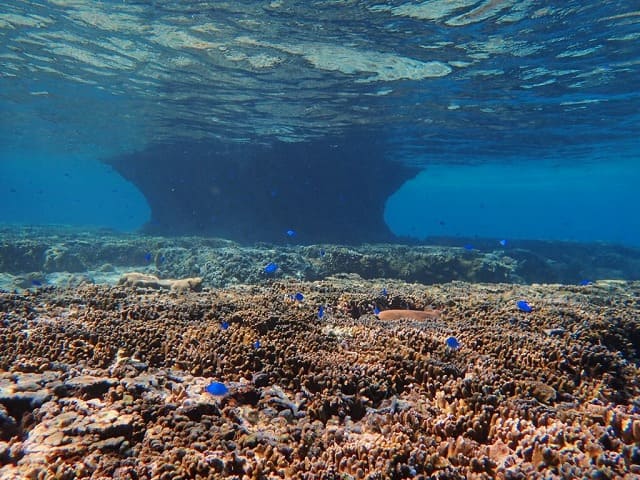 カラフルサンゴの宮古島の海