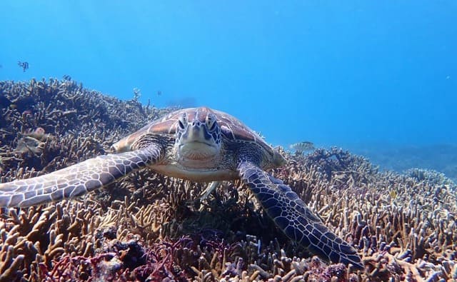 宮古島ならではの生き物をご紹介 沖縄トリップ 沖縄最大級のアクティビティ予約サイト