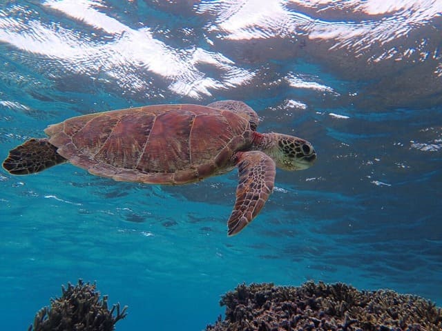 宮古島の海に生息するウミガメ